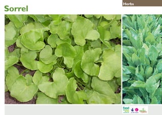 Sorrel

Herbs

 