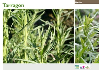 Tarragon

Herbs

 