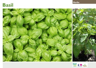 Basil

Herbs

 