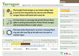 Tarragon

Growing guide

Cut back shoots to encourage lush growth. Remove flower
spikes to prolong leaf production. Protect French tarragon
with horticultural fleece in colder winters

GROW PLANT
	

Suggested species: Artemisia dracunculus (French); Artemisia dracunculoides (Russian)

Plant bought French tarragon or use ‘rooted cuttings’ taken
in summer (7cm long shoots). Can only sow seed of Russian
tarragon. Choose well drained soil in sunny site

Equipment needed
Horticultural fleece

Pick leaves before flowering for use fresh or freezing. Plants
crop year after year. Dig up and split every two years to
maintain vigour

EAT
J

Herbs

Spring Term
F
M

Sow indoors	

A

Summer Term
M
J
J

Sow outdoors	

2.5cm = 1 inch 30 cm = 1 foot

A

Plant out/transplant	

Autumn/Winter Term
S
O
N
D

Harvest	

Use cloche

Give it a go…

Average growing period
From 12 weeks

Germination time
7-14 days
Average plant size
Up to 90cm, 45cm wide
Family group to grow with
Asteraceae: lettuce, chicory
Seed saving group
5 - Specialist or not applicable
Key nutritional content
Fresh: calcium

 
