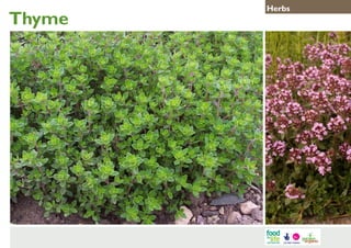 Thyme

Herbs

 