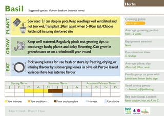 Basil

Growing guide

Keep well watered. Regularly pinch out growing tips to
encourage bushy plants and delay flowering. Can grow in
greenhouses or on a windowsill year round

GROW PLANT
	

Suggested species: Ocimum basilcum (botanical name)

Sow seed 0.1cm deep in pots. Keep seedlings well ventilated and
not too wet.Transplant 30cm apart when 5-10cm tall. Choose
fertile soil in sunny sheltered site

Equipment needed
None

Pick young leaves for use fresh or store by freezing, drying, or
infusing flavour by submerging leaves in olive oil. Purple leaved
varieties have less intense flavour

EAT
J

Herbs

Spring Term
F
M

Sow indoors	

A

Summer Term
M
J
J

Sow outdoors	

2.5cm = 1 inch 30 cm = 1 foot

A

Plant out/transplant	

Autumn/Winter Term
S
O
N
D

Harvest	

Use cloche

Give it a go…

Average growing period
From 12 weeks

Germination time
5-10 days
Average plant size
45cm tall, 30cm wide
Family group to grow with
Lamiaceae: lemon balm, sage
Seed saving group
1 - Annual, self-pollinating
Key nutritional content
Fresh: calcium, iron, vit. A, vit. C

 