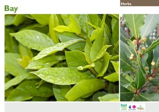 Bay

Herbs

 