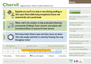 Chervil

Growing guide

Water well in dry weather to help avoid plants flowering
prematurely (‘bolting’). Cover summer sown plants with
horticultural fleece in autumn for later harvest

GROW PLANT
	

Suggested species: Anthriscus cerefolium (botanical name)

Regularly sow seed 0.1cm deep in rows, thinning seedlings to
20cm apart. Plants dislike being transplanted. Choose well
drained fertile soil in partial shade

Equipment needed
Horticultural fleece

Pick leaves before flowers open and when stems are about
10cm tall, usually used fresh or stored by freezing. Can crop
throughout winter

EAT
J

Herbs

Spring Term
F
M

Sow indoors	

A

Summer Term
M
J
J

Sow outdoors	

2.5cm = 1 inch 30 cm = 1 foot

A

Plant out/transplant	

Autumn/Winter Term
S
O
N
D

Harvest	

Use cloche

Easy!

Average growing period
6-8 weeks

Germination time
7-14 days
Average plant size
60cm tall, 30cm wide
Family group to grow with
Apiaceae: dill, fennel
Seed saving group
2 - Annual, can cross-pollinate
Key nutritional content
Dried: calcium, iron, zinc

 