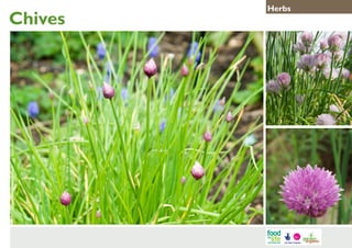 Chives

Herbs

 