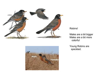 Robins!
Males are a bit bigger
Males are a bit more
colorful
Young Robins are
speckled.
 