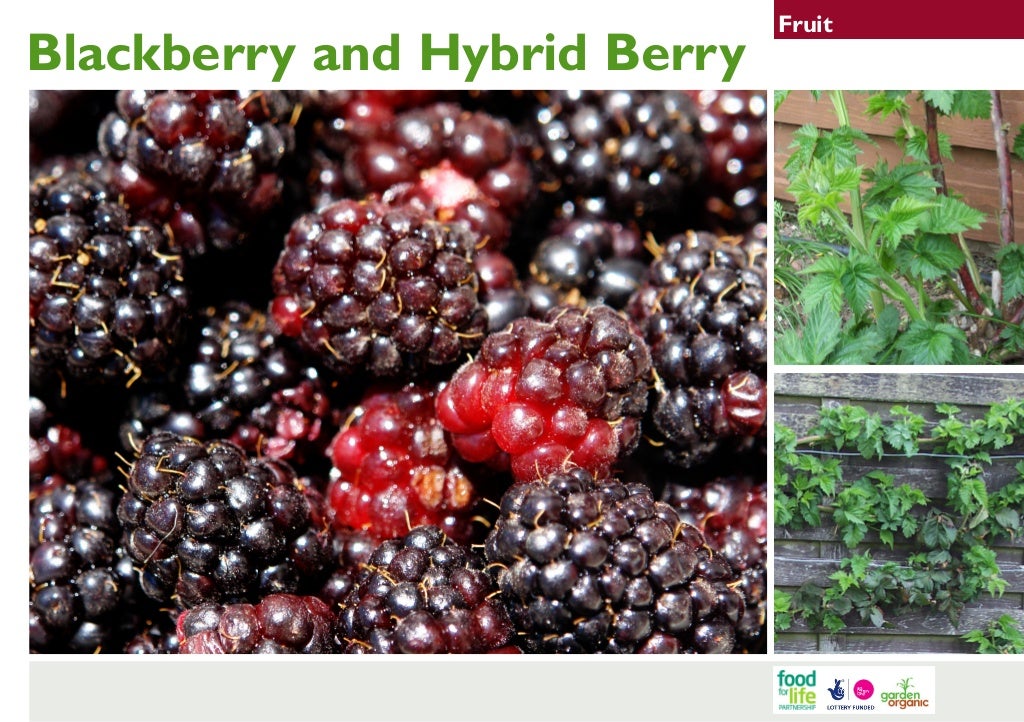 Blackberry and Hybrid Berry Gardening Guides for Teachers