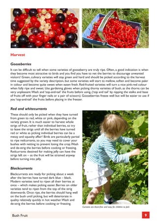 Harvest
Gooseberries
It can be difficult to tell when some varieties of gooseberry are truly ripe. Often, a good indication is when
they become most attractive to birds and you find you have to net the berries to discourage unwanted
visitors! Green, culinary varieties will stay green and hard and should be picked according to the harvest
time suggested by the variety description, but some varieties will start to mellow, soften and become paler
in colour and become quite sweet when eaten fresh. Red-fruited varieties will turn a nice pink-red colour
when fully ripe and sweet. Use gardening gloves when picking thorny varieties of bush, as the thorns can be
very unpleasant. Wash and ‘top-and-tail’ the fruits before using, (‘top and tail’ by nipping the stalks and base
of fruits off with your finger nails or a pair of scissors). Gooseberries freeze well but will be easier to use if
you ‘top-and-tail’ the fruits before placing in the freezer.

Red and whitecurrants
These should only be picked when they have turned
from green to red, white or pink, depending on the
variety grown. It is much easier to harvest whole
strigs of fruit, rather than individual berries, so try
to leave the strigs until all the berries have turned
red or white as picking individual berries can be a
messy and squashy affair! Birds are particularly partial
to ripe redcurrants, so you may need to cover your
bushes with netting to prevent losing the crop. Wash
and de-strig the berries before cooking or freezing.
Redcurrants destined for making jelly can have the
strigs left on – as the fruit will be strained anyway
before turning into jelly.

Blackcurrants
Blackcurrants are ready for picking about a week
after the berries have turned dark blue – black.
Modern varieties tend to ripen all their berries at
once – which makes picking easier. Berries on older
varieties tend to ripen from the top of the strig
downwards. Once ripe, the berries should hang well
on the bush until picking, but will deteriorate in
quality relatively quickly in hot weather. Wash and
de-strig the berries before cooking or freezing.
Currants are thorn-free and easy for children to pick

Bush Fruit

9

 