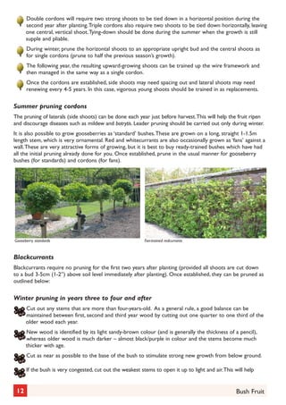 Double cordons will require two strong shoots to be tied down in a horizontal position during the
second year after planting. Triple cordons also require two shoots to be tied down horizontally, leaving
one central, vertical shoot. Tying-down should be done during the summer when the growth is still
supple and pliable.
During winter, prune the horizontal shoots to an appropriate upright bud and the central shoots as
for single cordons (prune to half the previous season’s growth).
The following year, the resulting upward-growing shoots can be trained up the wire framework and
then managed in the same way as a single cordon.
Once the cordons are established, side shoots may need spacing out and lateral shoots may need
renewing every 4-5 years. In this case, vigorous young shoots should be trained in as replacements.

Summer pruning cordons
The pruning of laterals (side shoots) can be done each year just before harvest. This will help the fruit ripen
and discourage diseases such as mildew and botrytis. Leader pruning should be carried out only during winter.
It is also possible to grow gooseberries as ‘standard’ bushes. These are grown on a long, straight 1-1.5m
length stem, which is very ornamental. Red and whitecurrants are also occasionally grown as ‘fans’ against a
wall. These are very attractive forms of growing, but it is best to buy ready-trained bushes which have had
all the initial pruning already done for you. Once established, prune in the usual manner for gooseberry
bushes (for standards) and cordons (for fans).

Gooseberry standards

Fan-trained redcurrants

Blackcurrants
Blackcurrants require no pruning for the first two years after planting (provided all shoots are cut down
to a bud 3-5cm (1-2”) above soil level immediately after planting). Once established, they can be pruned as
outlined below:

Winter pruning in years three to four and after
Cut out any stems that are more than four-years-old. As a general rule, a good balance can be
maintained between first, second and third year wood by cutting out one quarter to one third of the
older wood each year.
New wood is identified by its light sandy-brown colour (and is generally the thickness of a pencil),
whereas older wood is much darker – almost black/purple in colour and the stems become much
thicker with age.
Cut as near as possible to the base of the bush to stimulate strong new growth from below ground.
If the bush is very congested, cut out the weakest stems to open it up to light and air. This will help

12

Bush Fruit

 