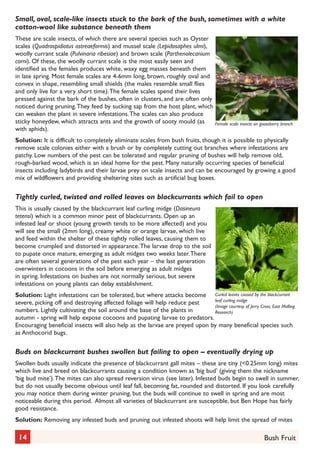 Small, oval, scale-like insects stuck to the bark of the bush, sometimes with a white
cotton-wool like substance beneath them
These are scale insects, of which there are several species such as Oyster
scales (Quadraspidiotus ostreaeformis) and mussel scale (Lepidosaphes ulmi),
woolly currant scale (Pulvinaria ribesiae) and brown scale (Parthenolecanium
corni). Of these, the woolly currant scale is the most easily seen and
identified as the females produces white, waxy egg masses beneath them
in late spring. Most female scales are 4-6mm long, brown, roughly oval and
convex in shape, resembling small shields (the males resemble small flies
and only live for a very short time). The female scales spend their lives
pressed against the bark of the bushes, often in clusters, and are often only
noticed during pruning. They feed by sucking sap from the host plant, which
can weaken the plant in severe infestations. The scales can also produce
sticky honeydew, which attracts ants and the growth of sooty mould (as
with aphids).

Female scale insects on gooseberry branch

Solution: It is difficult to completely eliminate scales from bush fruits, though it is possible to physically
remove scale colonies either with a brush or by completely cutting out branches where infestations are
patchy. Low numbers of the pest can be tolerated and regular pruning of bushes will help remove old,
rough-barked wood, which is an ideal home for the pest. Many naturally occurring species of beneficial
insects including ladybirds and their larvae prey on scale insects and can be encouraged by growing a good
mix of wildflowers and providing sheltering sites such as artificial bug boxes.

Tightly curled, twisted and rolled leaves on blackcurrants which fail to open
This is usually caused by the blackcurrant leaf curling midge (Dasineura
tetensi) which is a common minor pest of blackcurrants. Open up an
infested leaf or shoot (young growth tends to be more affected) and you
will see the small (2mm long), creamy white or orange larvae, which live
and feed within the shelter of these tightly rolled leaves, causing them to
become crumpled and distorted in appearance. The larvae drop to the soil
to pupate once mature, emerging as adult midges two weeks later. There
are often several generations of the pest each year – the last generation
overwinters in cocoons in the soil before emerging as adult midges
in spring. Infestations on bushes are not normally serious, but severe
infestations on young plants can delay establishment.
Solution: Light infestations can be tolerated, but where attacks become Curled leaves caused by the blackcurrant
leaf curling midge
severe, picking off and destroying affected foliage will help reduce pest
(Image courtesy of Jerry Cross, East Malling
numbers. Lightly cultivating the soil around the base of the plants in
Research)
autumn - spring will help expose cocoons and pupating larvae to predators.
Encouraging beneficial insects will also help as the larvae are preyed upon by many beneficial species such
as Anthocorid bugs.

Buds on blackcurrant bushes swollen but failing to open – eventually drying up
Swollen buds usually indicate the presence of blackcurrant gall mites – these are tiny (<0.25mm long) mites
which live and breed on blackcurrants causing a condition known as ‘big bud’ (giving them the nickname
‘big bud mite’). The mites can also spread reversion virus (see later). Infested buds begin to swell in summer,
but do not usually become obvious until leaf fall, becoming fat, rounded and distorted. If you look carefully
you may notice them during winter pruning, but the buds will continue to swell in spring and are most
noticeable during this period. Almost all varieties of blackcurrant are susceptible, but Ben Hope has fairly
good resistance.
Solution: Removing any infested buds and pruning out infested shoots will help limit the spread of mites

14

Bush Fruit

 