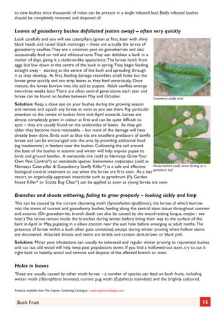 to new bushes since thousands of mites can be present in a single infested bud. Badly infested bushes
should be completely removed and disposed of.

Leaves of gooseberry bushes defoliated (eaten away) – often very quickly
Look carefully and you will see caterpillars (green at first, later with shiny
black heads and raised black markings) – these are actually the larvae of
gooseberry sawflies. They are a common pest on gooseberries and also
occasionally feed on red and whitecurrants. They can defoliate a bush in a
matter of days, giving it a skeleton-like appearance. The larvae hatch from
eggs laid low down in the centre of the bush in spring. They begin feeding
straight away - starting at the centre of the bush and spreading through
it as they develop. At first, feeding damage resembles small holes but the
larvae grow quickly and can strip leaves as they feed voraciously. Once
mature, the larvae burrow into the soil to pupate. Adult sawflies emerge
two-three weeks later. There are often several generations each year and
larvae can be found on bushes between May and October.

Gooseberry sawfly larva

Solution: Keep a close eye on your bushes during the growing season
and remove and squash any larvae as soon as you see them. Pay particular
attention to the centre of bushes from mid-April onwards. Larvae are
almost completely green in colour at first and can be quite difficult to
spot – they are usually found on the undersides of leaves. As they get
older they become more noticeable – but most of the damage will have
already been done. Birds such as blue tits are excellent predators of sawfly
larvae and can be encouraged into the area by providing additional food
(eg mealworms) in feeders near the bushes. Cultivating the soil around
the base of the bushes in autumn and winter will help expose pupae to
birds and ground beetles. A nematode mix (sold as Nemasys Grow Your
Own Pest Control*) or nematode species Steinernema carpocapse (sold as
Newly-hatched sawfly larvae feeding on a
Nemasys Caterpillar & Gooseberry Sawfly Killer*) is a safe and effective
biological control treatment to use when the larvae are first seen. As a last gooseberry leaf
resort, an organically-approved insecticide such as pyrethrum (Py Garden
Insect Killer* or Scotts Bug Clear*) can be applied as soon as young larvae are seen.

Branches and shoots withering, failing to grow properly – looking sickly and limp
This can be caused by the currant clearwing moth (Synanthedon tipuliformis), the larvae of which burrow
into the stems of currant and gooseberry bushes, feeding along the central stem tissue throughout summer
and autumn. (On gooseberries, branch death can also be caused by the wood-rotting fungus, eutypa - see
later.) The larvae remain inside the branches during winter, before biting their way to the surface of the
bark in April or May, pupating in a silken cocoon near the exit hole before emerging as adult moths. The
presence of larvae within a bush often goes unnoticed, except during winter pruning when hollow stems
are discovered. Attacked shoots and stems are brittle and contain dark-brown or black pith.
Solution: Minor pest infestations can usually be tolerated and regular winter pruning to rejuvenate bushes
and cut out old wood will help keep pest populations down. If you find a hollowed-out stem, try to cut it
right back to healthy wood and remove and dispose of the affected branch or stem.

Holes in leaves
These are usually caused by other moth larvae – a number of species can feed on bush fruits, including
winter moth (Operophtera brumata), currant pug moth (Eupithecia assimilate) and the brightly coloured,
Products available from The Organic Gardening Catalogue - www.organiccatalogue.com

Bush Fruit

15

 