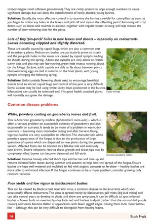 striped magpie moth (Abraxas grossulariata). They are rarely present in large enough numbers to cause
significant damage, but can delay the establishment of newly-planted, young bushes.
Solution: Usually, the most effective control is to examine the bushes carefully for caterpillars as soon as
you begin to notice any holes in the leaves, and pick off and squash the offending pests! Removing old crop
debris such as leaves and mulches in autumn, together with regular winter pruning will help reduce the
number of over-wintering sites for the pests.

Lots of tiny ‘pin-prick’ holes in new leaves and shoots – especially on redcurrants.
Leaves becoming crippled and slightly distorted.
These are usually caused by capsid bugs, which are also a common pest
of strawberry plants. Redcurrant bushes are particularly prone to attack
and the pin-prick holes in the leaves are caused by capsid nymphs feeding
on shoots during the spring. Adults and nymphs are very active on warm
sunny days and you may see fast-running, green little insects running about
on the foliage. By June, adult capsids are able to fly about between plants.
Over-wintering eggs are laid in autumn on the host plants, with young
nymphs emerging the following spring.
Solution: Unfortunately, flowering plants used to encourage beneficial
insects tend to attract capsid bugs and control of the pest is very difficult.
Some success may be had using white sticky traps positioned in the bushes.
Infestations can usually be tolerated and, if in good health, attacked plants Capsid damage
will normally out-grow the damage.

Common disease problems
White, powdery coating on gooseberry leaves and fruit.
This is American gooseberry mildew (Sphaerotheca mors-uvae) – which is
often a serious problem on susceptible varieties of gooseberry and also
occasionally on currants. It tends to be more of a problem in warm, dry
summers – becoming most noticeable during and after harvest. Young,
vigorous bushes are very susceptible to infection. The characteristic white
powdery appearance of the fungus is due to the production of large
quantities of spores which are dispersed to new plants during the growing
season. Affected fruits can be covered in a felt-like mat and eventually
turn brown. Severe infections restrict shoot growth and shoot tips may be
completely killed. Leaves can become distorted and fall early.

American gooseberry mildew

Solution: Remove heavily infected shoot tips and berries and rake up and
remove infected fallen leaves during summer and autumn, to help limit the spread of the fungus. Ensure
bushes are kept well-watered and mulched or fed with organic compost or fertiliser – healthy bushes are
more able to withstand infection. If the fungus continues to be a major problem, consider growing only
resistant varieties.

Poor yields and low vigour in blackcurrant bushes
This can be caused by blackcurrant reversion virus, a common disease in blackcurrants which also
occasionally affects redcurrants. The virus is spread mainly by blackcurrant gall mites (big bud mites) and
can take several years to develop in plants and show any symptoms. It can be difficult to spot infected
bushes – flower buds on reverted bushes look red and hairless in April (rather than the normal dull purple
colour) and leaves become flatter in appearance, with fewer jagged edges, making them look more ‘nettlelike’ – although this can be very difficult to distinguish from healthy leaves.

16

Bush Fruit

 