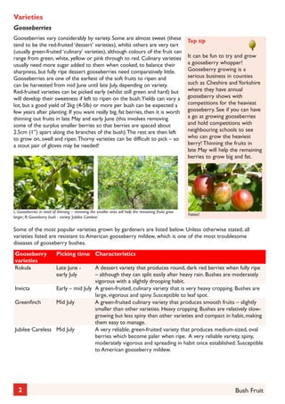Varieties
Gooseberries
Gooseberries vary considerably by variety. Some are almost sweet (these Top tip
tend to be the red-fruited ‘dessert’ varieties), whilst others are very tart
	
(usually green-fruited ‘culinary’ varieties), although colours of the fruit can
It can be fun to try and grow
range from green, white, yellow or pink through to red. Culinary varieties
a gooseberry whopper!
usually need more sugar added to them when cooked, to balance their
Gooseberry growing is a
sharpness, but fully ripe dessert gooseberries need comparatively little.
serious business in counties
Gooseberries are one of the earliest of the soft fruits to ripen and
such as Cheshire and Yorkshire
can be harvested from mid June until late July, depending on variety.
where they have annual
Red-fruited varieties can be picked early (whilst still green and hard) but
will develop their sweetness if left to ripen on the bush. Yields can vary a gooseberry shows with
competitions for the heaviest
lot, but a good yield of 2kg (4-5lb) or more per bush can be expected a
few years after planting. If you want really big, fat berries, then it is worth gooseberry. See if you can have
a go at growing gooseberries
thinning out fruits in late May and early June (this involves removing
and hold competitions with
some of the surplus smaller berries so that berries are spaced about
neighbouring schools to see
2.5cm (1”) apart along the branches of the bush). The rest are then left
who can grow the heaviest
to grow on, swell and ripen. Thorny varieties can be difficult to pick – so
berry! Thinning the fruits in
a stout pair of gloves may be needed!
late May will help the remaining
berries to grow big and fat.

L: Gooseberries in need of thinning – removing the smaller ones will help the remaining fruits grow
larger; R: Gooseberry bush - variety ‘Jubilee Careless’

Fatties!

Some of the most popular varieties grown by gardeners are listed below. Unless otherwise stated, all
varieties listed are resistant to American gooseberry mildew, which is one of the most troublesome
diseases of gooseberry bushes.
Gooseberry
varieties
Rokula

Picking time Characteristics

A dessert variety that produces round, dark red berries when fully ripe
– although they can split easily after heavy rain. Bushes are moderately
vigorous with a slightly drooping habit.
Invicta
Early – mid July A green-fruited, culinary variety that is very heavy cropping. Bushes are
large, vigorous and spiny. Susceptible to leaf spot.
Greenfinch
Mid July
A green-fruited culinary variety that produces smooth fruits – slightly
smaller than other varieties. Heavy cropping. Bushes are relatively slowgrowing but less spiny than other varieties and compact in habit, making
them easy to manage.
Jubilee Careless Mid July
A very reliable, green-fruited variety that produces medium-sized, oval
berries which become paler when ripe. A very reliable variety, spiny,
moderately vigorous and spreading in habit once established. Susceptible
to American gooseberry mildew.

2

Late June early July

Bush Fruit

 