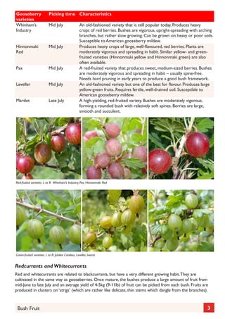Gooseberry
varieties
Whinham’s
Industry

Picking time Characteristics
Mid July

Hinnonmaki
Red

Mid July

Pax

Mid July

Leveller

Mid July

Martlet

Late July

An old-fashioned variety that is still popular today. Produces heavy
crops of red berries. Bushes are vigorous, upright-spreading with arching
branches, but rather slow growing. Can be grown on heavy or poor soils.
Susceptible to American gooseberry mildew.
Produces heavy crops of large, well-flavoured, red berries. Plants are
moderately vigorous and spreading in habit. Similar yellow- and greenfruited varieties (Hinnonmaki yellow and Hinnonmaki green) are also
often available.
A red-fruited variety that produces sweet, medium-sized berries. Bushes
are moderately vigorous and spreading in habit – usually spine-free.
Needs hard pruning in early years to produce a good bush framework.
An old-fashioned variety but one of the best for flavour. Produces large
yellow-green fruits. Requires fertile, well-drained soil. Susceptible to
American gooseberry mildew.
A high-yielding, red-fruited variety. Bushes are moderately vigorous,
forming a rounded bush with relatively soft spines. Berries are large,
smooth and succulent.

Red-fruited varieties. L to R: Whinham’s Industry, Pax, Hinnonmaki Red

Green-fruited varieties. L to R: Jubilee Careless, Leveller, Invicta

Redcurrants and Whitecurrants
Red and whitecurrants are related to blackcurrants, but have a very different growing habit. They are
cultivated in the same way as gooseberries. Once mature, the bushes produce a large amount of fruit from
mid-June to late July and an average yield of 4-5kg (9-11lb) of fruit can be picked from each bush. Fruits are
produced in clusters on ‘strigs’ (which are rather like delicate, thin stems which dangle from the branches).

Bush Fruit

3

 