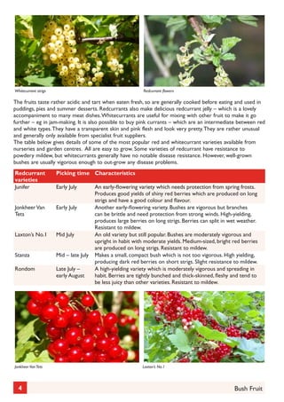 Whitecurrant strigs	

Redcurrant flowers

The fruits taste rather acidic and tart when eaten fresh, so are generally cooked before eating and used in
puddings, pies and summer desserts. Redcurrants also make delicious redcurrant jelly – which is a lovely
accompaniment to many meat dishes. Whitecurrants are useful for mixing with other fruit to make it go
further – eg in jam-making. It is also possible to buy pink currants – which are an intermediate between red
and white types. They have a transparent skin and pink flesh and look very pretty. They are rather unusual
and generally only available from specialist fruit suppliers.
The table below gives details of some of the most popular red and whitecurrant varieties available from
nurseries and garden centres. All are easy to grow. Some varieties of redcurrant have resistance to
powdery mildew, but whitecurrants generally have no notable disease resistance. However, well-grown
bushes are usually vigorous enough to out-grow any disease problems.
Redcurrant
varieties
Junifer

Picking time Characteristics
Early July

Jonkheer Van
Tets

Early July

Laxton’s No.1

Mid July

Stanza

Mid – late July

Rondom

Late July –
early August

Jonkheer Van Tets	

4

An early-flowering variety which needs protection from spring frosts.
Produces good yields of shiny red berries which are produced on long
strigs and have a good colour and flavour.
Another early-flowering variety. Bushes are vigorous but branches
can be brittle and need protection from strong winds. High-yielding,
produces large berries on long strigs. Berries can split in wet weather.
Resistant to mildew.
An old variety but still popular. Bushes are moderately vigorous and
upright in habit with moderate yields. Medium-sized, bright red berries
are produced on long strigs. Resistant to mildew.
Makes a small, compact bush which is not too vigorous. High yielding,
producing dark red berries on short strigs. Slight resistance to mildew.
A high-yielding variety which is moderately vigorous and spreading in
habit. Berries are tightly bunched and thick-skinned, fleshy and tend to
be less juicy than other varieties. Resistant to mildew.

Laxton’s No.1

Bush Fruit

 
