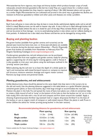 Worcesterberries form vigorous, very large and thorny bushes which produce bumper crops of small,
red-purple, smooth-skinned, gooseberry-like berries in July. They are a good choice for a medium-sized,
informal hedge. Like Jostaberries, they require a spacing of about 1.8m (6ft) between plants and can grow
to a similar height. Worcesterberries are cultivated and pruned in the same way as gooseberries. Bushes are
resistant to American gooseberry mildew and other pests and diseases are rarely a problem.

Sites and soils
Bush fruits will grow in most soils, but they do best in moist, fertile, well-drained, slightly acidic soil (a soil pH
6.0-6.5 is ideal). Blackcurrants can do well on heavier clay soils. A site in full sun is ideal, although bushes will
tolerate partial shade (where the site is in shade for part of the day). Many varieties flower early in spring,
and can be prone to frost damage – so try to avoid planting bushes in sites where cool air collects, leading to
frost pockets. A sheltered site is also ideal, since flowers and berries can be damaged by strong winds.

Buying and planting bushes
Pot-grown bushes (available from garden centres and nurseries) can be
planted year-round, but bare-root, two- or three-year-old plants are available
from nurseries during the dormant season (November – March). Organically
grown fruit bushes are available, from November to February, from The
Organic Gardening Catalogue (www.organiccatalogue.com).
Cordon-grown gooseberries, red and whitecurrants can be purchased
ready-trained from fruit tree suppliers and garden centres, ready for planting
against a supporting tier of wires (eg for training against a wall or fence). It
is also possible to train your own plants using the techniques outlined in the
‘pruning’ section (see later).
Before planting, dig the soil over to at least the depth of a whole spade (or
‘spit’) and incorporate well-rotted farmyard manure or compost to improve
soil structure, moisture retention, drainage and organic matter content.
Remove any large stones and perennial weeds.

Planting gooseberries, red and whitecurrants

Potted gooseberry cuttings ready for
planting out

Unlike blackcurrants, these should be planted at the same depth that they were in the nursery (ie to
the old soil mark). Use the planting distances suggested in the table below as a guide. Whether planting
container-grown plants, or bare-root bushes, dig a hole large enough to accommodate the root ball.
Position the plant in the hole. Try and spread the roots of bare-root plants out a little (it sometimes helps
to create a little mound of soil or ‘tump’ at the bottom of the hole so that the bushes can ‘sit’ on it in the
hole nicely). Fill in the hole with a mix of soil and compost and firm down around the rootball. Apply a
dressing of general-purpose fertiliser (eg seaweed meal or organic all-purpose fertiliser*) to the base of
the bushes, or use an organic mulch of compost or well-rotted manure. Water the plants in well. Prune in
winter (follow the advice for ‘winter pruning young bushes’ in the later section).
Recommended planting distances for gooseberries, red and whitecurrants

	

Plant spacing	

Row spacing

Bush	

1-1.3m	

2-2.5m 	 6.5-8ft)
(

Single cordon	

0.3-0.5m 	 1-1.6ft)	
(

1.5m 	 (5ft)

Double cordon	

0.6-0.8m 	 2-2.6ft)	
(

1.5m 	 (5ft)

Triple cordon	

0.8-1m 	 (2.6–3ft)	

1.5m 	 (5ft)

(3-4ft)	

Actual planting
distances will
vary with plant
vigour and
variety.

Products available from The Organic Gardening Catalogue - www.organiccatalogue.com

Bush Fruit

7

 