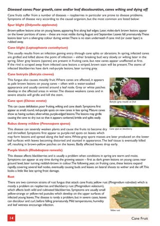 Cane Fallowing Cane Fruit Gardening Guides for Teachers | PDF