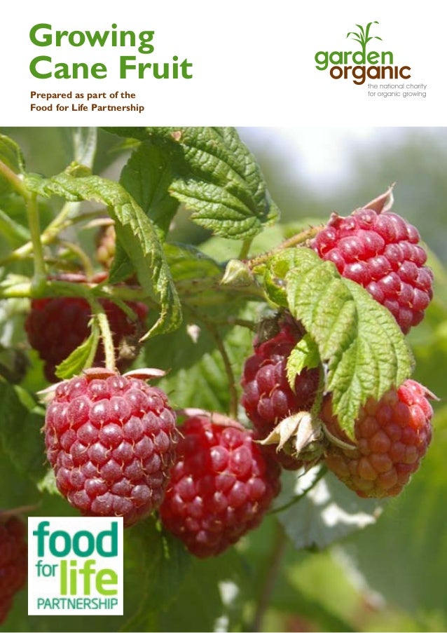 Cane Fruit Gardening Guides for Teachers