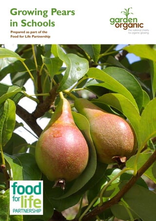 Growing Pears
in Schools
Prepared as part of the
Food for Life Partnership

 