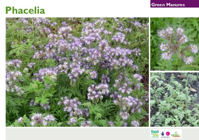 Phacelia - Green Manures for School Gardens ~ United Kingdom