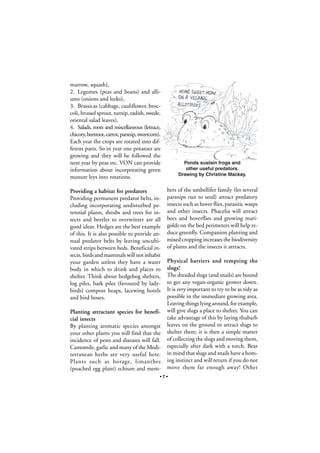 marrow, squash),
2. Legumes (peas and beans) and alliums (onions and leeks),
3. Brassicas (cabbage, cauliflower, broccoli, brussel sprout, turnip, radish, swede,
oriental salad leaves),
4. Salads, roots and miscellaneous (lettuce,
chicory, beetroot, carrot, parsnip, sweetcorn).
Each year the crops are rotated into different parts. So in year one potatoes are
growing and they will be followed the
next year by peas etc. VON can provide
information about incorporating green
manure leys into rotations.
Providing a habitat for predators
Providing permanent predator belts, including incorporating undisturbed perennial plants, shrubs and trees for insects and beetles to overwinter are all
good ideas. Hedges are the best example
of this. It is also possible to provide annual predator belts by leaving uncultivated strips between beds. Beneficial insects, birds and mammals will not inhabit
your garden unless they have a water
body in which to drink and places to
shelter. Think about hedgehog shelters,
log piles, bark piles (favoured by ladybirds) compost heaps, lacewing hotels
and bird boxes.
Planting attractant species for beneficial insects
By planting aromatic species amongst
your other plants you will find that the
incidence of pests and diseases will fall.
Camomile, garlic and many of the Mediterranean herbs are very useful here.
Plants such as borage, limanthes
(poached egg plant) echium and mem-

Ponds sustain frogs and
other useful predators.
Drawing by Christine Mackay.

bers of the umbellifer family (let several
parsnips run to seed) attract predatory
insects such as hover flies, parasitic wasps
and other insects. Phacelia will attract
bees and hoverflies and growing marigolds on the bed perimeters will help reduce greenfly. Companion planting and
mixed cropping increases the biodiversity
of plants and the insects it attracts.
Physical barriers and tempting the
slugs!
The dreaded slugs (and snails) are bound
to get any vegan-organic grower down.
It is very important to try to be as tidy as
possible in the immediate growing area.
Leaving things lying around, for example,
will give slugs a place to shelter. You can
take advantage of this by laying rhubarb
leaves on the ground to attract slugs to
shelter there; it is then a simple matter
of collecting the slugs and moving them,
especially after dark with a torch. Bear
in mind that slugs and snails have a homing instinct and will return if you do not
move them far enough away! Other

•7•

 