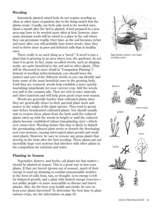 Weeding
Intensively planted raised beds do not require weeding as
often as other types of gardens due to the living mulch that the
plants create. Usually, our beds only need to be weeded once,
about a month after the bed is planted. A bed prepared in a new
area may have to be weeded more often at ﬁrst, however, since
many dormant seeds will be raised to a place in the soil where
they can germinate readily. Over time, as the soil becomes richer
and more alive, you will probably have fewer weeds, since they
tend to thrive more in poor and deﬁcient soils than in healthy
ones.
There really is no such thing as a “weed.” A weed is just a
plant that is growing in an area where you, the gardener, do not
want it to grow. In fact, many so-called weeds, such as stinging
nettle, are quite beneﬁcial to the soil and to other plants. (This
will be discussed in more detail in “Companion Planting.”)
Instead of weeding indiscriminately, you should learn the
natures and uses of the different weeds so you can identify and
leave some of the most beneﬁcial ones in the growing beds.
Until they are removed, weeds help establish a more quickly
nourishing miniclimate for your current crop. Add the weeds
you pull to the compost pile. They are rich in trace minerals
and other nutrients and will help grow good crops next season.
Weeds are generally hardier than cultivated plants since
they are genetically closer to their parental plant stock and
nearer to the origin of the plant species. They tend to germinate before broadcasted cultivated plants. You should usually
wait to remove these plants from the beds until the cultured
plants catch up with the weeds in height or until the cultured
plants become established (about transplanting size)—whichever comes ﬁrst. Weeding before this time is likely to disturb
the germinating cultured plant seeds or disturb the developing
new root systems, causing interrupted plant growth and weakened plants. However, be sure to remove any grass plants that
develop in the beds after the ﬁrst weeding. These plants put out
incredibly large root systems that interfere with other plants in
the competition for nutrients and water.

Appropriate posture can make
weeding easier.

ﬂowers

cover crops
grains

trees

herbs

Planting in Season
Vegetables, ﬂowers, and herbs—all plants for that matter—
should be planted in season. This is a good way to love your
plants. If they are forced (grown out of season), much of their
energy is used up straining to combat unseasonable weather
in the form of cold, heat, rain, or drought. Less energy is left
for balanced growth, and a plant with limited energy reserves—
not unlike people—is more susceptible to disease and insect
attacks. Also, for the best crop health and yields, be sure to
keep your plants harvested! To determine the best time to plant
various crops, see the information on page 82.
SEED PROPAGATION

81

 