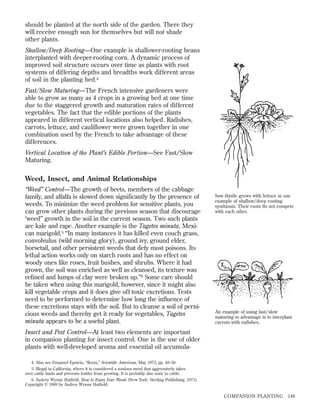 should be planted at the north side of the garden. There they
will receive enough sun for themselves but will not shade
other plants.
Shallow/Deep Rooting—One example is shallower-rooting beans
interplanted with deeper-rooting corn. A dynamic process of
improved soil structure occurs over time as plants with root
systems of differing depths and breadths work different areas
of soil in the planting bed.4
Fast/Slow Maturing—The French intensive gardeners were
able to grow as many as 4 crops in a growing bed at one time
due to the staggered growth and maturation rates of different
vegetables. The fact that the edible portions of the plants
appeared in different vertical locations also helped. Radishes,
carrots, lettuce, and cauliﬂower were grown together in one
combination used by the French to take advantage of these
differences.
Vertical Location of the Plant’s Edible Portion—See Fast/Slow
Maturing.

Weed, Insect, and Animal Relationships
“Weed” Control—The growth of beets, members of the cabbage
family, and alfalfa is slowed down signiﬁcantly by the presence of
weeds. To minimize the weed problem for sensitive plants, you
can grow other plants during the previous season that discourage
‘weed” growth in the soil in the current season. Two such plants
are kale and rape. Another example is the Tagetes minuta, Mexican marigold.5 “In many instances it has killed even couch grass,
convolvulus (wild morning glory), ground ivy, ground elder,
horsetail, and other persistent weeds that defy most poisons. Its
lethal action works only on starch roots and has no effect on
woody ones like roses, fruit bushes, and shrubs. Where it had
grown, the soil was enriched as well as cleansed, its texture was
reﬁned and lumps of clay were broken up.”6 Some care should
be taken when using this marigold, however, since it might also
kill vegetable crops and it does give off toxic excretions. Tests
need to be performed to determine how long the inﬂuence of
these excretions stays with the soil. But to cleanse a soil of pernicious weeds and thereby get it ready for vegetables, Tagetes
minuta appears to be a useful plant.

Sow thistle grows with lettuce in one
example of shallow/deep rooting
symbiosis. Their roots do not compete
with each other.

An example of using fast/slow
maturing to advantage is to interplant
carrots with radishes.

Insect and Pest Control—At least two elements are important
in companion planting for insect control. One is the use of older
plants with well-developed aroma and essential oil accumula4. Also see Emanuel Epstein, “Roots,” Scientiﬁc American, May 1973, pp. 48–58.
5. Illegal in California, where it is considered a noxious weed that aggressively takes
over cattle lands and prevents fodder from growing. It is probably also toxic to cattle.
6. Audrey Wynne Hatﬁeld, How to Enjoy Your Weeds (New York: Sterling Publishing, 1971).
Copyright © 1969 by Audrey Wynne Hatﬁeld.

COMPANION PLANTING

149

 