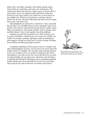 Birds, Bees, and Other Animals—Sow thistle attracts birds.
Some birds are vegetarian, and some are omnivorous. The
omnivorous birds may stay for a main course of insects after a
seed snack. If you are having trouble with birds eating the
berries in your berry patch, you could erect a wren house in
the middle of it. Wrens are insectivores, and they will not
bother the berries. But they will attack any bird, however large,
that comes near their nest.
Hummingbirds are attracted to red ﬂowers. They especially
like the tiny, red, torchlike ﬂowers of the pineapple sage in our
garden. Bees may be attracted by hyssop, thyme, catnip, lemon
balm, pot marjoram, sweet basil, summer savory, borage, mint,
and blue ﬂowers. Once in the garden they help pollinate.
Animals are good for the garden, too. Their manures can
be used as fertilizers. Chickens are one of the few reliable controllers of earwigs, sowbugs, pill bugs, snails, grasshoppers,
and maggots, though you may have to protect young seedlings
from chickens pecking tasty plant morsels.
Companion planting in all its aspects can be a complex and
often mind-boggling exercise—if you worry too much about the
details. Nature is complex. We can only assist and approximate
her in our creations. If we are gentle in relation to her forces
and balances, she will correct our errors and ﬁll in for our lack
of understanding. As you gain more experience and develop a
sensitivity and feeling for gardening, more companion planting
details will become clear naturally. Do not let too much planning spoil the fun and excitement of working with nature!

Birds and plants can work together. The
Sonchus plant seeds attract the ﬁnch, which
afterwards eats aphids from the cabbage.

COMPANION PLANTING

151

 