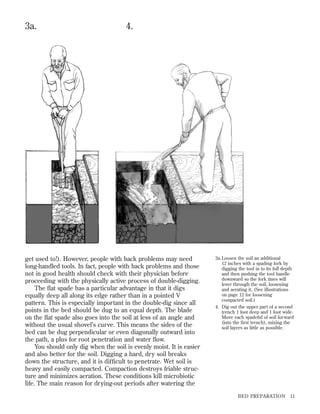 3a.

4.

get used to!). However, people with back problems may need
long-handled tools. In fact, people with back problems and those
not in good health should check with their physician before
proceeding with the physically active process of double-digging.
The ﬂat spade has a particular advantage in that it digs
equally deep all along its edge rather than in a pointed V
pattern. This is especially important in the double-dig since all
points in the bed should be dug to an equal depth. The blade
on the ﬂat spade also goes into the soil at less of an angle and
without the usual shovel’s curve. This means the sides of the
bed can be dug perpendicular or even diagonally outward into
the path, a plus for root penetration and water ﬂow.
You should only dig when the soil is evenly moist. It is easier
and also better for the soil. Digging a hard, dry soil breaks
down the structure, and it is difﬁcult to penetrate. Wet soil is
heavy and easily compacted. Compaction destroys friable structure and minimizes aeration. These conditions kill microbiotic
life. The main reason for drying-out periods after watering the

3a. Loosen the soil an additional
12 inches with a spading fork by
digging the tool in to its full depth
and then pushing the tool handle
downward so the fork tines will
lever through the soil, loosening
and aerating it. (See illustrations
on page 12 for loosening
compacted soil.)
4. Dig out the upper part of a second
trench 1 foot deep and 1 foot wide.
Move each spadeful of soil forward
(into the ﬁrst trench), mixing the
soil layers as little as possible.

BED PREPARATION

11

 
