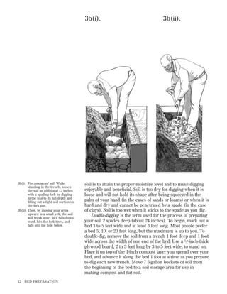 3b(i).

3b(i). For compacted soil: While
standing in the trench, loosen
the soil an additional 12 inches
with a spading fork by digging
in the tool to its full depth and
lifting out a tight soil section on
the fork pan.
3b(ii). Then, by moving your arms
upward in a small jerk, the soil
will break apart as it falls downward, hits the fork tines, and
falls into the hole below.

12

BED PREPARATION

3b(ii).

soil is to attain the proper moisture level and to make digging
enjoyable and beneﬁcial. Soil is too dry for digging when it is
loose and will not hold its shape after being squeezed in the
palm of your hand (in the cases of sands or loams) or when it is
hard and dry and cannot be penetrated by a spade (in the case
of clays). Soil is too wet when it sticks to the spade as you dig.
Double-digging is the term used for the process of preparing
your soil 2 spades deep (about 24 inches). To begin, mark out a
bed 3 to 5 feet wide and at least 3 feet long. Most people prefer
a bed 5, 10, or 20 feet long, but the maximum is up to you. To
double-dig, remove the soil from a trench 1 foot deep and 1 foot
wide across the width of one end of the bed. Use a 5 ⁄ 8 -inch-thick
plywood board, 2 to 3 feet long by 3 to 5 feet wide, to stand on.
Place it on top of the 1-inch compost layer you spread over your
bed, and advance it along the bed 1 foot at a time as you prepare
to dig each new trench. Move 7 5-gallon buckets of soil from
the beginning of the bed to a soil storage area for use in
making compost and ﬂat soil.

 