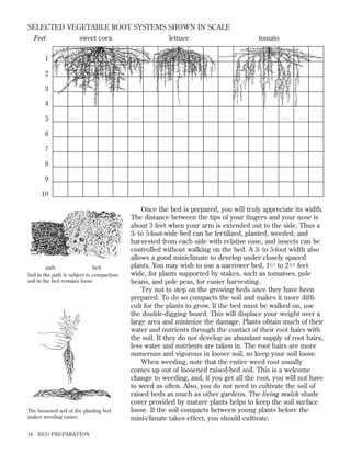 SELECTED VEGETABLE ROOT SYSTEMS SHOWN IN SCALE
Feet

sweet corn

lettuce

tomato

1
2
3
4
5
6
7
8
9
10

path
bed
Soil in the path is subject to compaction;
soil in the bed remains loose.

The loosened soil of the planting bed
makes weeding easier.
18

BED PREPARATION

Once the bed is prepared, you will truly appreciate its width.
The distance between the tips of your ﬁngers and your nose is
about 3 feet when your arm is extended out to the side. Thus a
3- to 5-foot-wide bed can be fertilized, planted, weeded, and
harvested from each side with relative ease, and insects can be
controlled without walking on the bed. A 3- to 5-foot width also
allows a good miniclimate to develop under closely spaced
plants. You may wish to use a narrower bed, 11 ⁄ 2 to 2 1 ⁄ 2 feet
wide, for plants supported by stakes, such as tomatoes, pole
beans, and pole peas, for easier harvesting.
Try not to step on the growing beds once they have been
prepared. To do so compacts the soil and makes it more difﬁcult for the plants to grow. If the bed must be walked on, use
the double-digging board. This will displace your weight over a
large area and minimize the damage. Plants obtain much of their
water and nutrients through the contact of their root hairs with
the soil. If they do not develop an abundant supply of root hairs,
less water and nutrients are taken in. The root hairs are more
numerous and vigorous in looser soil, so keep your soil loose.
When weeding, note that the entire weed root usually
comes up out of loosened raised-bed soil. This is a welcome
change to weeding, and, if you get all the root, you will not have
to weed as often. Also, you do not need to cultivate the soil of
raised beds as much as other gardens. The living mulch shade
cover provided by mature plants helps to keep the soil surface
loose. If the soil compacts between young plants before the
mini-climate takes effect, you should cultivate.

 
