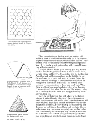 A spacing frame aids in placing seeds
in ﬂats. Place one seed in the center of
each space.

Use a spacing stick for placing seeds in
beds. 3-inch to 36-inch sizes are used
according to the crop planted. Triangulation is the way we plant most seeds
and transplant seedlings.

Use a triangular spacing template
for placing seeds in beds.
64

SEED PROPAGATION

When transplanting or planting seeds on spacings of 3
inches or more, try using measuring sticks cut to the required
length to determine where each plant should be located. Transplant or sow a seed at each point of the triangulation process.
You will eventually be able to transplant with reasonable accuracy without measuring!
Once you get the feel for plant spacing, you may want to
practice broadcasting seeds by hand in flats for some crops,
such as lettuce and flowers. Broadcasting was the method that
Alan Chadwick and his apprentices used with flats. Be sure
the seeds end up 1 ⁄ 4 to 1 ⁄ 2 inch apart in the first flat so the
seeds can take advantage of their complete miniclimate for
early growth stimulation and health. This method does,
however, require more time to do several prick outs. When
these seedlings’ leaves are barely touching, prick them out
(transplant them) into other flats on 1- to 2-inch centers. One
flat of these broadcasted seeds will fill approximately 4 flats
after pricking out.
Cover the seeds in their ﬂats with a layer of the ﬂat soil
mixture described later in this chapter. When broadcasting
seeds onto a growing bed, gently “chop” them in afterward with
a bow rake to a depth equal to their diameter (when they are
lying ﬂat on a surface). Be sure to chop the rake only up and
down; do not pull it toward you. If you pull, seeds, fertilizers,
and compost may concentrate irregularly over the bed rather
than remain evenly spread. Or you may poke large seeds into
the soil to their proper depth with your index ﬁnger. Fill the
hole by pushing soil into it with your thumb and index ﬁnger.

 