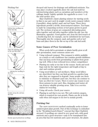 Pricking Out

Lift the ﬁrst seedling out
of the ﬁrst ﬂat.

decayed oak leaves) for drainage and additional nutrients. You
may place crushed eggshells above the oak leaf mold for
calcium-loving plants such as carnations and members of the
cabbage family. Lightly sprinkle the eggshells to cover 1 ⁄ 4 of
the total surface area.
Alan Chadwick’s classic planting mixture for starting seeds
in ﬂats is one part each by weight: evenly moist compost (sifted,
if possible), sharp (gritty) sand, and turf loam. These three
ingredients provide a fertile, loose-textured mixture. Turf loam
is made by composting sections of turf grass grown in good
soil. The sections of grass are composted alternating grass
sides together and soil sides together within the pile (see the
illustration, opposite). Good garden soil, from the ﬁrst trench of
a double-dug bed, for example, can be substituted for turf loam.
Thoroughly mix the compost, sand, and garden soil or turf
loam and place them in the ﬂat on top of the oak leaf mold.

Some Causes of Poor Germination
Open the planting space
in the new ﬂat while . . .

. . . placing the seedling in
the hole.

Gently sweep the soil into
the hole.

When seeds fail to germinate or plants hardly grow at all
after germination, some common causes are:
• Using redwood compost. This compost is widely available
as a mulch or soil conditioner but contains growth inhibitors
that can keep seeds from germinating or plants from growing well. (This is how redwood trees reduce competition.)
• Planting too early or too late in the season. Seeds and seedlings wait for the right temperature and length of day to
start and continue growth.
• Using weed killers or soil sterilizers. Many weed killers
are short-lived, but they can limit growth in a garden long
after they are supposed to degrade. Some people use them
to minimize or eliminate yard care, but they can continue to
have an effect for 2 years. There is never any reason to use
these poisons in your yard. Also, dumping used motor oil
can destroy valuable growing areas. Take it to a service
station for recycling.
• Using old seeds. Check your source.
• Planting in soil that is too wet. Wet soil restricts oxygen,
which is required for root growth. Plants can die in fertile
soils when soil oxygen is too low to sustain growth.

Pricking Out

Evenly spaced pricked-out seedlings.
68

SEED PROPAGATION

The GROW BIOINTENSIVE method continually seeks to foster
uninterrupted plant growth. Part of this technique is embodied
in the “Breakfast-Lunch-Dinner!” concept that Alan Chadwick
stressed. If seedlings are raised in very good soil—with good
nutrients and a good structure—only to be transplanted into
an area that has few nutrients and a poor structure, the plants

 