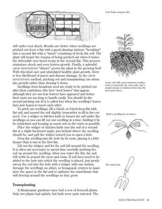 Turf loam compost pile.

will suffer root shock. Results are better when seedlings are
pricked out from a ﬂat with a good planting mixture “breakfast”
into a second ﬂat with a “lunch” consisting of fresh ﬂat soil. The
plant will forget the trauma of being pricked out when it tastes
the delectable new lunch treats in the second ﬂat. This process
minimizes shock and even fosters growth. Finally, a splendid
GROW BIOINTENSIVE “dinner” greets the plant in the growing bed!
With this kind care and stimulated healthy plant growth, there
is less likelihood of insect and disease damage. In the GROW
BIOINTENSIVE method, pricking out and transplanting can stimulate growth rather than slowing it down.
Seedlings from broadcast seed are ready to be pricked out
after their cotyledons (the ﬁrst “seed leaves” that appear,
although they are not true leaves) have appeared and before
their roots are too long to handle easily. You should do the
second pricking out (if it is called for) when the seedlings’ leaves
have just begun to touch each other.
To prick out seedlings, ﬁll a 3-inch- or 6-inch-deep ﬂat with
ﬂat soil, and mound the soil slightly (remember to ﬁll in the corners). Use a widger or kitchen knife to loosen the soil under the
seedlings so you can lift out one seedling at a time, holding it by
its cotyledons and keeping as much soil on the roots as possible.
Place the widger or kitchen knife into the soil of a second
ﬂat at a slight backward angle, just behind where the seedling
should be, and pull the widger toward you to open a hole.
Drop the seedling into the hole by its roots, placing it a little
deeper than it was in the ﬁrst ﬂat.
Lift out the widger, and let the soil fall around the seedling.
It is often not necessary to spend time carefully pushing the
soil up around the seedling; when you water the ﬂat, the soil
will settle in around the stem and roots. If soil does need to be
added to the hole into which the seedling is placed, just gently
sweep the soil into the hole with a widger with one motion.
Arrange the seedlings on offset, or hexagonal, centers to maximize the space in the ﬂat and to optimize the miniclimate that
will develop around the seedlings as they grow.

Loose soil with good nutrients enables
roots to penetrate the soil easily, and a
steady stream of nutrient ﬂows into the
stem and leaves.

Hold a seedling by its leaves.

The hand fork.

Transplanting
A Biodynamic gardener once had a row of broccoli plants.
Only two plants had aphids, but both were quite infested. The
SEED PROPAGATION

69

 