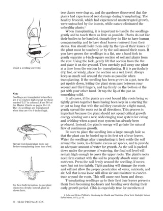 Unpot a seedling correctly.

Note
Seedlings are transplanted when they
are 2 to 3 inches high except for those
marked “LG” in column L4 and M4 of
the Master Charts on pages 87–115.
The LG seedlings are transplanted
when they are 6 to 9 inches high.

Spread root-bound plant roots out
before transplanting them into a bed.

For best bulb formation, do not plant
onions too deeply; instead, plant as
shown here.

two plants were dug up, and the gardener discovered that the
plants had experienced root damage during transplanting. The
healthy broccoli, which had experienced uninterrupted growth,
were untouched by the insects, while nature eliminated the
unhealthy plants.1
When transplanting, it is important to handle the seedlings
gently and to touch them as little as possible. Plants do not like
their bodies to be handled, though they do like to have human
companionship and to have dead leaves removed from their
stems. You should hold them only by the tips of their leaves (if
the plant must be touched) or by the soil around their roots. If
you have grown the seedlings in a ﬂat, use a hand fork to
gently separate a 4-inch-square section of soil and plants from
the rest. Using the fork, gently lift that section from the ﬂat
and place it on the ground. Then carefully pull away one plant
at a time from the section for transplanting. If it is particularly
dry, hot, or windy, place the section on a wet towel. Always
keep as much soil around the roots as possible when
transplanting. If the seedling has been grown in a pot, turn the
pot upside down, letting the plant stem pass between your
second and third ﬁngers, and tap ﬁrmly on the bottom of the
pot with your other hand. Or tap the lip of the pot on
something solid.
In all cases, if the plants are root bound (the roots being so
tightly grown together from having been kept in a starting ﬂat
or pot so long that with the soil they constitute a tight mass),
gently spread the roots out in all directions. This process is
important because the plant should not spend critical growth
energy sending out a new, wide-ranging root system for eating
and drinking when a good root system has already been
produced. Instead, the plant’s energy will go into the natural
ﬂow of continuous growth.
Be sure to place the seedling into a large enough hole so
that the plant can be buried up to its ﬁrst set of true leaves.
Water the seedlings after transplanting to help settle the soil
around the roots, to eliminate excess air spaces, and to provide
an adequate amount of water for growth. As the soil is packed
down under the pressure of watering, the ﬁnal soil level will
remain high enough to cover the upper roots. The plant’s roots
need ﬁrm contact with the soil to properly absorb water and
nutrients. Press the soil ﬁrmly around the seedling, if necessary, but not too tightly. Tight packing will damage the roots
and will not allow the proper penetration of water, nutrients, and
air. Soil that is too loose will allow air and moisture to concentrate around the roots. This will cause root burn and decay.
Transplanting seedlings up to their ﬁrst true leaves prevents
them from becoming top-heavy and bending over during their
early growth period. (This is especially true for members of
1. John and Helen Philbrick, Gardening for Health and Nutrition (New York: Rudolph Steiner
Publications, 1971), p. 93.

70

SEED PROPAGATION

 