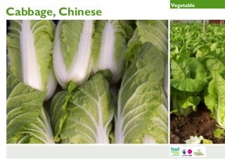 Cabbage, Chinese

Vegetable

 