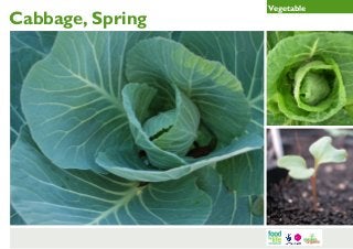 Cabbage, Spring

Vegetable

 