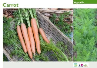 Carrot

Vegetable

 