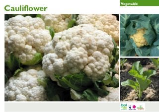 Cauliflower

Vegetable

 