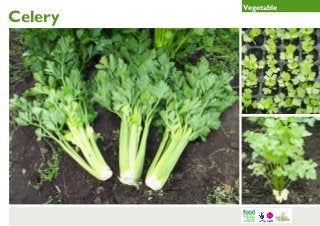 Celery

Vegetable

 