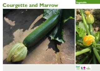 Courgette and Marrow

Vegetable

 