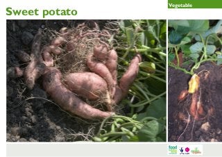 Sweet potato

Vegetable

 