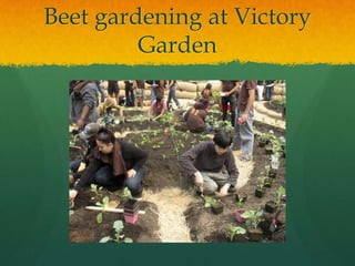 Beet gardening at Victory
         Garden
 