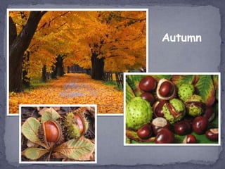 Autumn
 
