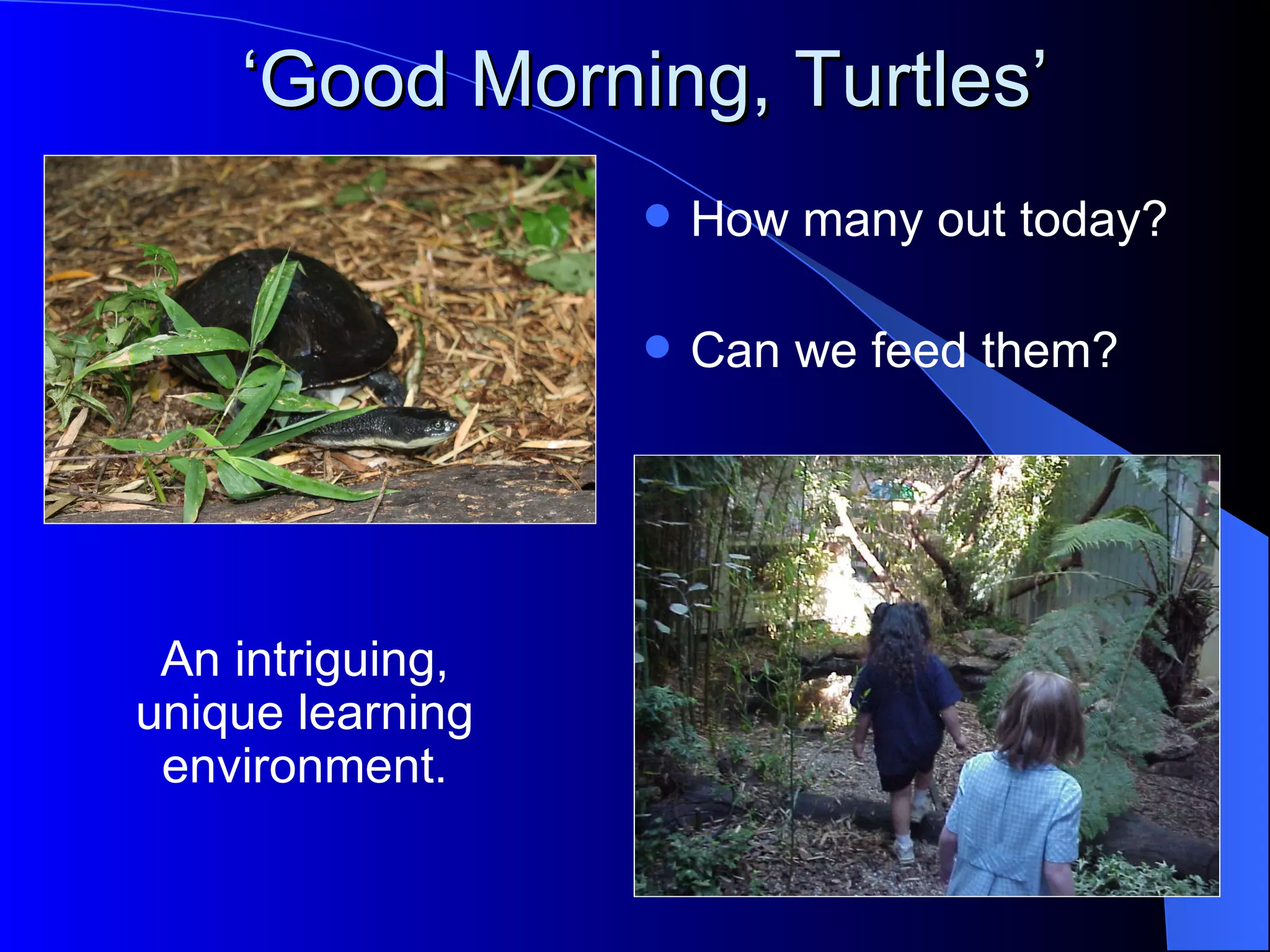 ‘Good Morning, Turtles’
                     How many out today?

                     Can we feed them?




 An intriguing,
unique learning
 environment.
 