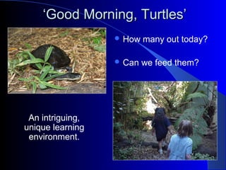 ‘‘Good Morning, Turtles’Good Morning, Turtles’
 How many out today?
 Can we feed them?
An intriguing,
unique learning
environment.
 