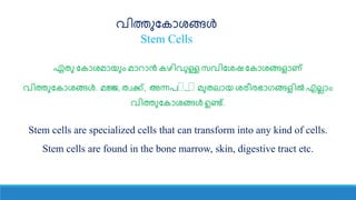 വിത്തുകകാശങ്ങൾ
Stem Cells
ഏതു കകാശമായുും മാറാൻ കഴിവുള്ള സവികശഷ കകാശങ്ങളാണ്
വിത്തുകകാശങ്ങൾ. മജ്ജ, തവക്ക്, അന്നേYwY മുതലായ ശരീരഭാഗങ്ങളിൽ എല്ാും
വിത്തുകകാശങ്ങൾ ഉണ്ട്.
Stem cells are specialized cells that can transform into any kind of cells.
Stem cells are found in the bone marrow, skin, digestive tract etc.
 