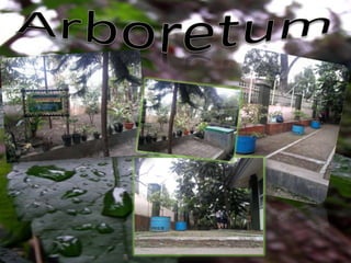 Arboretum