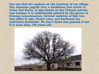 You can find the saphora on the territory of our village.
The Japanese pagoda tree, a deciduous tree native to
China and Korea, is also known as the Chinese scholar
tree because it is traditionally planted by the graves of
Chinese schoolmasters. Several varieties of this tree
that differ in size, flower color, and hardiness are
cultivated worldwide. We don’t know who planted it but
it is more than 100 years old.
 