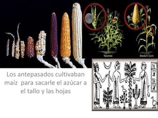 Los antepasados cultivaban
maíz para sacarle el azúcar a
el tallo y las hojas
 